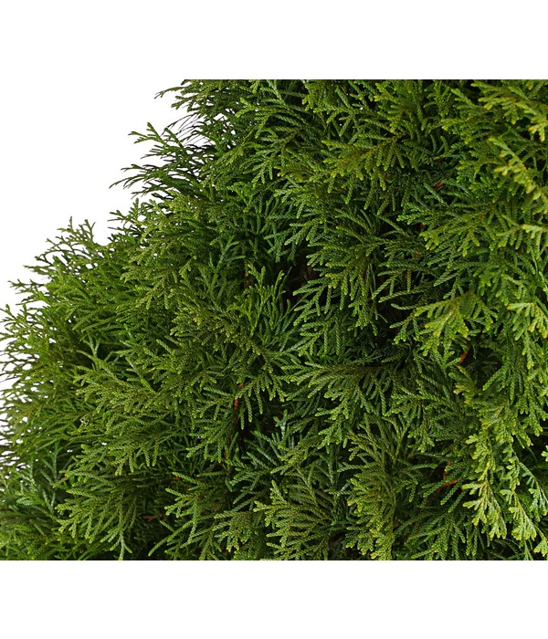 7 Meter Lebensbaum 'Smaragd', 14 X Ca. 150-175 Cm 7 7 Meter Lebensbaum 'Smaragd', 14 X Ca. 150-175 Cm – Bild 5