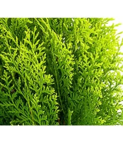 Gelber Zwerg-Lebensbaum 'Aurea Nana' 5 Gelber Zwerg-Lebensbaum 'Aurea Nana' -Pflanzenwelt Verkauf 7515422 WE DE 001 ThujaOrientalisAureaNanaLebensbaum3LDehnerExpressHerzig