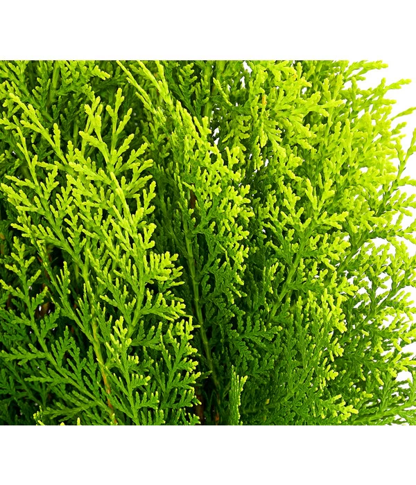 Gelber Zwerg-Lebensbaum 'Aurea Nana' 4 Gelber Zwerg-Lebensbaum 'Aurea Nana' – Bild 2