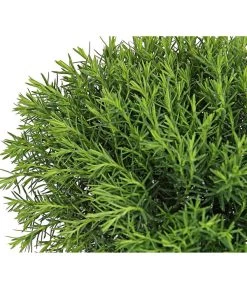 Lebensbaum 'Teddy' 11 Lebensbaum 'Teddy' -Pflanzenwelt Verkauf 7517402 PR DE 001 ThujaLebensbaumOccidentalisTeddy9CDehnerExpressHerzig