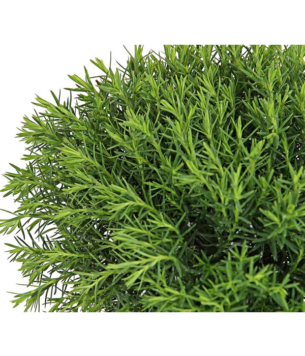 Lebensbaum 'Teddy' 7 Lebensbaum 'Teddy' – Bild 5