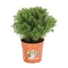 Lebensbaum 'Teddy' 2 Lebensbaum 'Teddy' -Pflanzenwelt Verkauf 7517402 PR FS 001 ThujaLebensbaumOccidentalisTeddy9CDehnerExpressHerzig