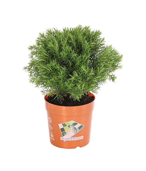 Lebensbaum 'Teddy' 3 Lebensbaum 'Teddy'