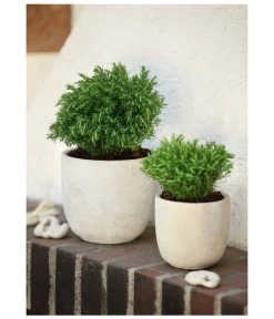 Lebensbaum 'Teddy' 8 Lebensbaum 'Teddy' -Pflanzenwelt Verkauf 7517402 PR MO 001 ThujaLebensbaumTeddy9cmHerzig