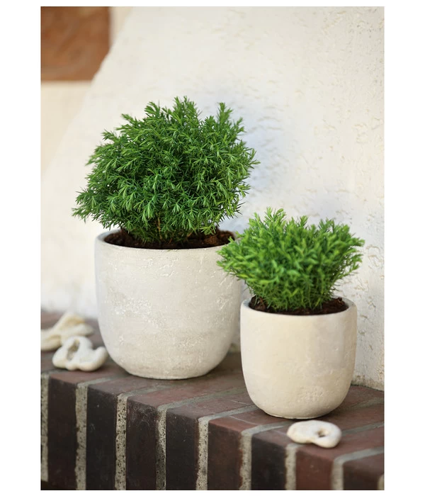 Lebensbaum 'Teddy' 4 Lebensbaum 'Teddy' – Bild 2