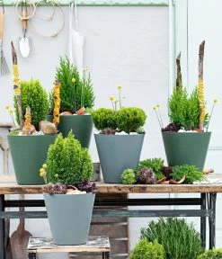 Lebensbaum 'Teddy' 10 Lebensbaum 'Teddy' -Pflanzenwelt Verkauf 7517402 WE MO 001 Koniferen 1