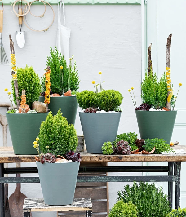 Lebensbaum 'Teddy' 6 Lebensbaum 'Teddy' – Bild 4