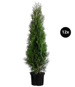 6 Meter Lebensbaum 'Smaragd', 12 X Ca. 140-160 Cm