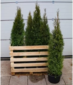 6 Meter Lebensbaum 'Smaragd', 12 X Ca. 140-160 Cm -Pflanzenwelt Verkauf 7517618 WE FS 002 ThujaSmaragdC23