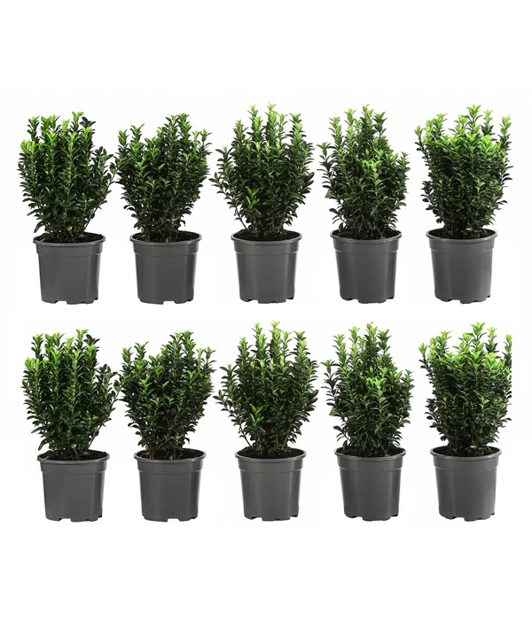 2 Meter Säulen-Spindelstrauch 'Green Rocket', 10 X Ca. 25 Cm 3 2 Meter Säulen-Spindelstrauch 'Green Rocket', 10 X Ca. 25 Cm