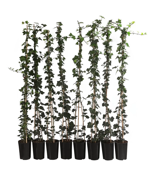 2 Meter Großblättriger Efeu 'Hibernica', 8 X Ca. 150 Cm 3 2 Meter Großblättriger Efeu 'Hibernica', 8 X Ca. 150 Cm