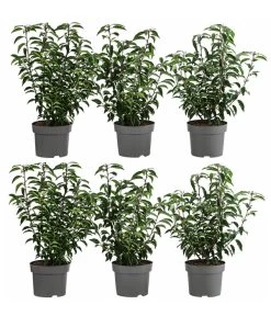 2 Meter Portugiesischer Kirschlorbeer 'Angustifolia', 6 X Ca. 40-60 Cm