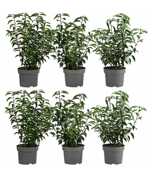 2 Meter Portugiesischer Kirschlorbeer 'Angustifolia', 6 X Ca. 40-60 Cm 3 2 Meter Portugiesischer Kirschlorbeer 'Angustifolia', 6 X Ca. 40-60 Cm