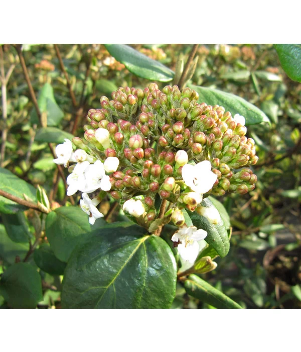 Wintergrüner Schneeball 'Burkwoodii' 3 Wintergrüner Schneeball 'Burkwoodii'