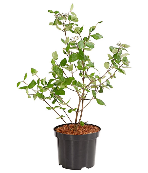 Wintergrüner Schneeball 'Burkwoodii' 4 Wintergrüner Schneeball 'Burkwoodii' – Bild 2