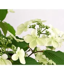 Japanischer Schneeball 'Kilimandjaro' -Pflanzenwelt Verkauf 7533458 WE DE 001 ViburnumPlicatumImmergruenerSchneeballKilimandjaro3LDehnerExpressHerzig