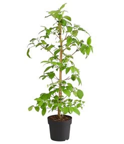 Japanischer Schneeball 'Kilimandjaro' -Pflanzenwelt Verkauf 7533458 WE FS 001 ViburnumPlicatumImmergruenerSchneeballKilimandjaro3LDehnerExpressHerzig