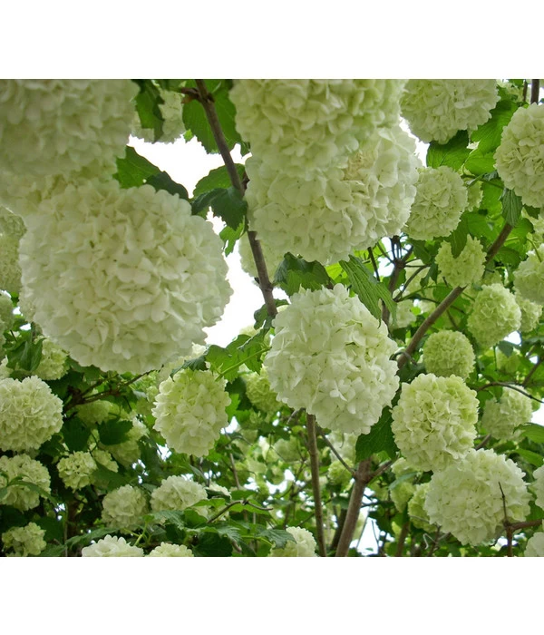 Gefüllter Schneeball 'Roseum' 3 Gefüllter Schneeball 'Roseum'