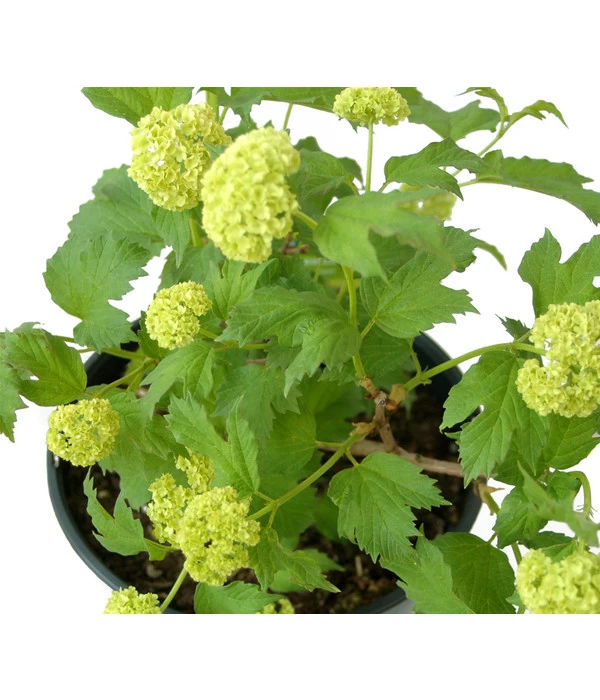 Gefüllter Schneeball 'Roseum' 4 Gefüllter Schneeball 'Roseum' – Bild 2