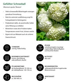 Gefüllter Schneeball 'Roseum' 7 Gefüllter Schneeball 'Roseum' -Pflanzenwelt Verkauf 7536592 WE IG 001 GefuellterSchneeball