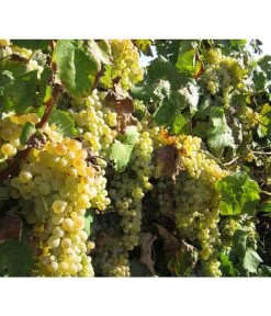 Dehner Gourmet Garten Tafeltraube 'Palatina' 7 Dehner Gourmet Garten Tafeltraube 'Palatina' -Pflanzenwelt Verkauf 7540099 WE MO 001 GGWeinPalatinaPixabay