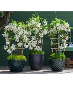 Dehner Keramik-Topf Elite 12 Dehner Keramik-Topf Elite -Pflanzenwelt Verkauf 7542905 8007429 6705461 WE MO 001 WisteriaWeiss 1