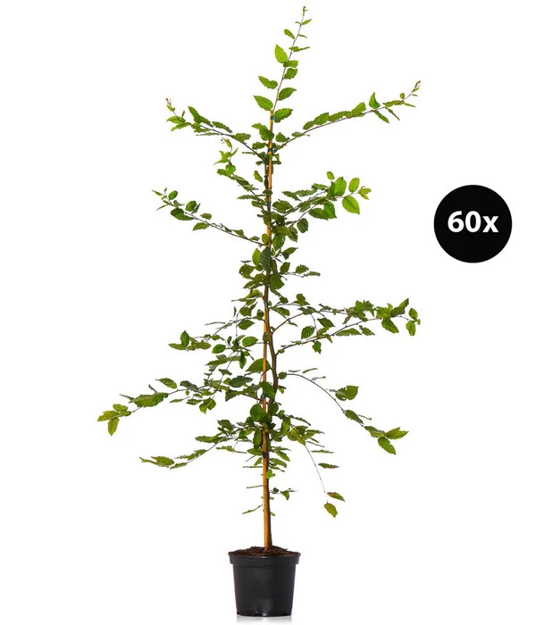 15 Meter Hainbuche, 60 X Ca. 150-175 Cm 3 15 Meter Hainbuche, 60 X Ca. 150-175 Cm