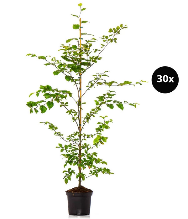 7,5 Meter Rotbuche, 30 X Ca. 125-150 Cm 3 7,5 Meter Rotbuche, 30 X Ca. 125-150 Cm