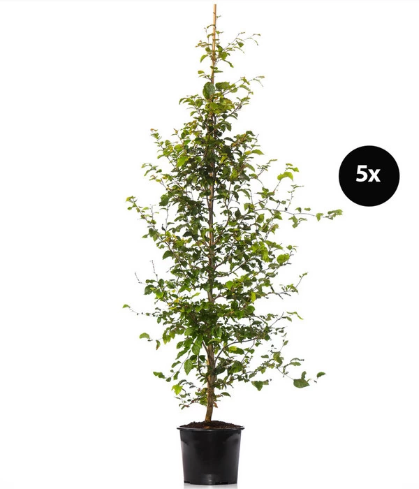 2,5 Meter Rotbuche, 5 X Ca. 175-200 Cm 3 2,5 Meter Rotbuche, 5 X Ca. 175-200 Cm