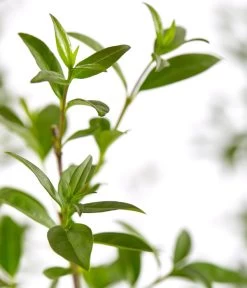 4 Meter Gemeiner Liguster, 8 X Ca. 150-175 Cm 7 4 Meter Gemeiner Liguster, 8 X Ca. 150-175 Cm -Pflanzenwelt Verkauf 7548373 7548373 7548399 7548407 7548415 7548423 WE DE 001 GemeinerLiguster 1