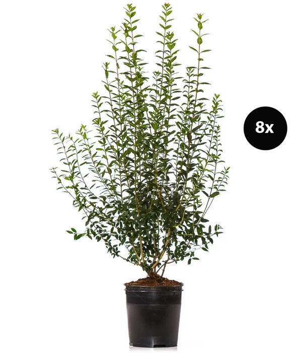 4 Meter Gemeiner Liguster, 8 X Ca. 150-175 Cm 3 4 Meter Gemeiner Liguster, 8 X Ca. 150-175 Cm