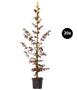 6 Meter Blutbuche 'Purpurea', 20 X Ca. 150-175 Cm