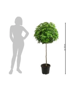 Zwerg-Kugelamberbaum 'Gumball', Ca. 140-150 Cm 5 Zwerg-Kugelamberbaum 'Gumball', Ca. 140-150 Cm -Pflanzenwelt Verkauf 7550718 WE BG 001 ZwergKugelamberbaumGumball150