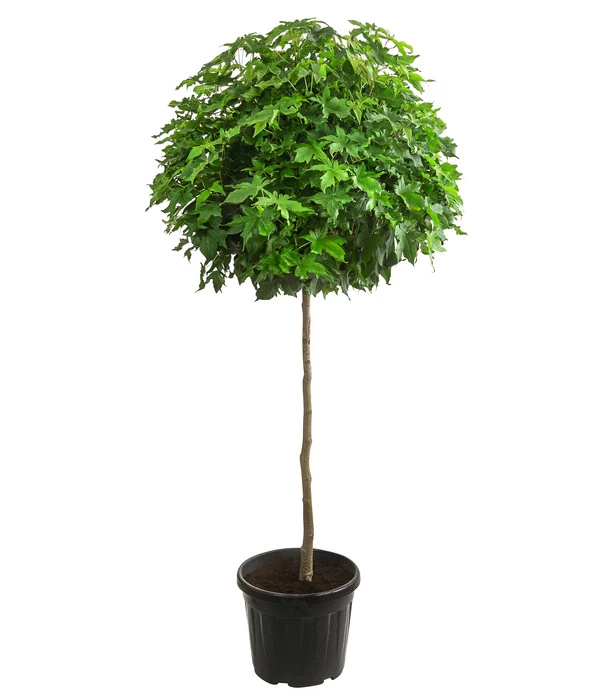 Zwerg-Kugelamberbaum 'Gumball', Ca. 140-150 Cm 3 Zwerg-Kugelamberbaum 'Gumball', Ca. 140-150 Cm