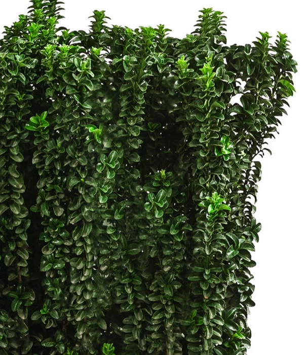 Japanischer Spindelstrauch 'Benkomasaki', Ca. 100-120 Cm 5 Japanischer Spindelstrauch 'Benkomasaki', Ca. 100-120 Cm – Bild 3