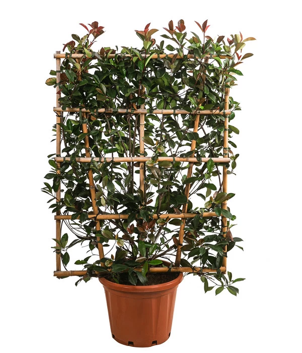 Purpur-Glanzmispel 'Red Robin', Ca. 150-160 Cm 3 Purpur-Glanzmispel 'Red Robin', Ca. 150-160 Cm