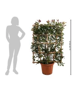 Purpur-Glanzmispel 'Red Robin', Ca. 150-160 Cm 6 Purpur-Glanzmispel 'Red Robin', Ca. 150-160 Cm -Pflanzenwelt Verkauf 7553217 WE FS 001 Photiniafraseriredrobin2150160