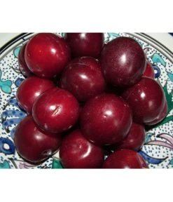 Aprikosen-Kirsche 'Aprikyra®' 5 Aprikosen-Kirsche 'Aprikyra®' -Pflanzenwelt Verkauf 7600893 PR MO 001 AprikosenKirscheAprikyraPixabay