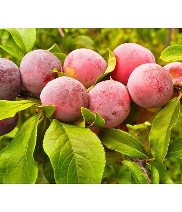 Aprikosen-Pflaume 'Aprisali®' 3 Aprikosen-Pflaume 'Aprisali®'