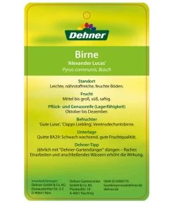 Winterbirne 'Alexander Lucas' 13 Winterbirne 'Alexander Lucas' -Pflanzenwelt Verkauf 7602709 BirneAlexanderLucas Etikett 2
