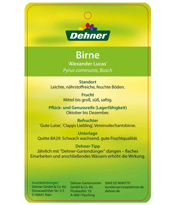 Winterbirne 'Alexander Lucas' 8 Winterbirne 'Alexander Lucas' – Bild 6