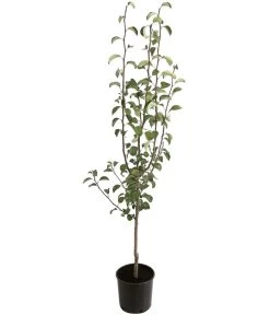 Winterbirne 'Uta' 6 Winterbirne 'Uta' -Pflanzenwelt Verkauf 7602709 PR FS 001 PyrusBirneAlexanderLucasBUDehnerExpressHerzig 1