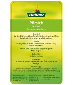 Dehner Pfirsich 'Amsden' 7 Dehner Pfirsich 'Amsden' -Pflanzenwelt Verkauf 7603665 PfirsichAmsden Etikett 2