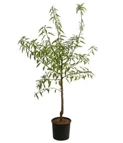 Mandelbaum 6 Mandelbaum -Pflanzenwelt Verkauf 7603889 WE FS 001 PrunusMandel