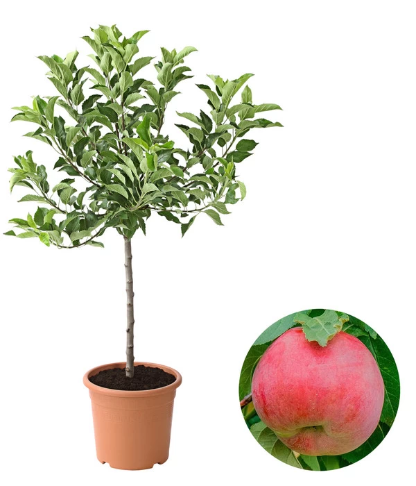 Zwergapfel 'Galina' 3 Zwergapfel 'Galina'