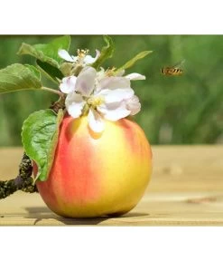 Zwergapfel 'Galina' 7 Zwergapfel 'Galina' -Pflanzenwelt Verkauf 7604697 WE MO 002 ApfelGalinaZwergPixabay