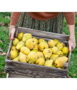 Apfelquitte 7 Apfelquitte -Pflanzenwelt Verkauf 7604978 WE MO 001 Quittenkorb