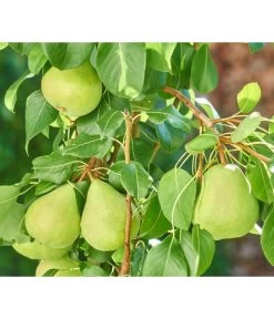 Zwergbirne 'Luisa' -Pflanzenwelt Verkauf 7611999 WE DE 003 PyrusZwergbirneBirnePixabay