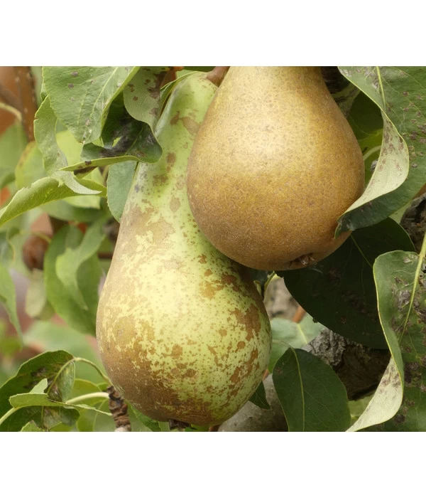 Bio Herbstbirne 'Conference' 3 Bio Herbstbirne 'Conference'