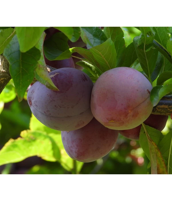 Bio Pflaume 'Opal' 3 Bio Pflaume 'Opal'